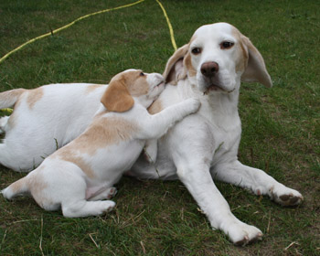 Zweifarbiger Beaglewelpe mit seiner Mutter